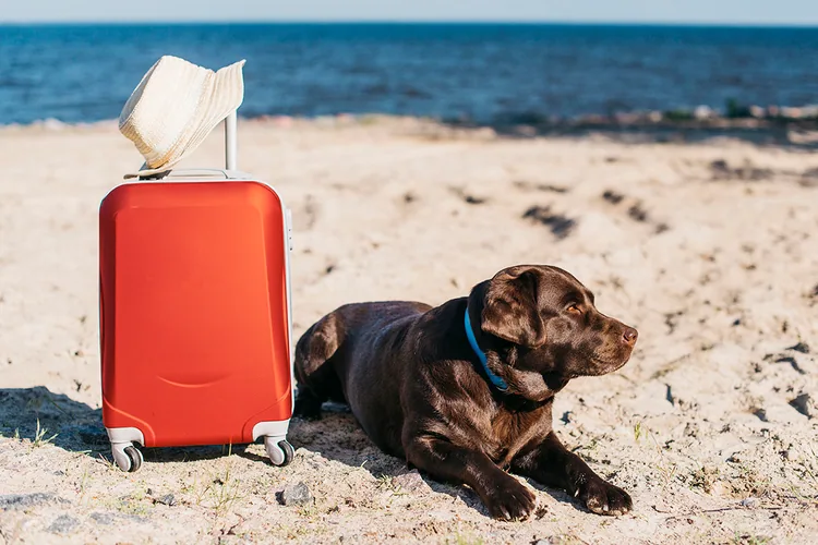 Pet-friendly places to stay for a holiday with your pet