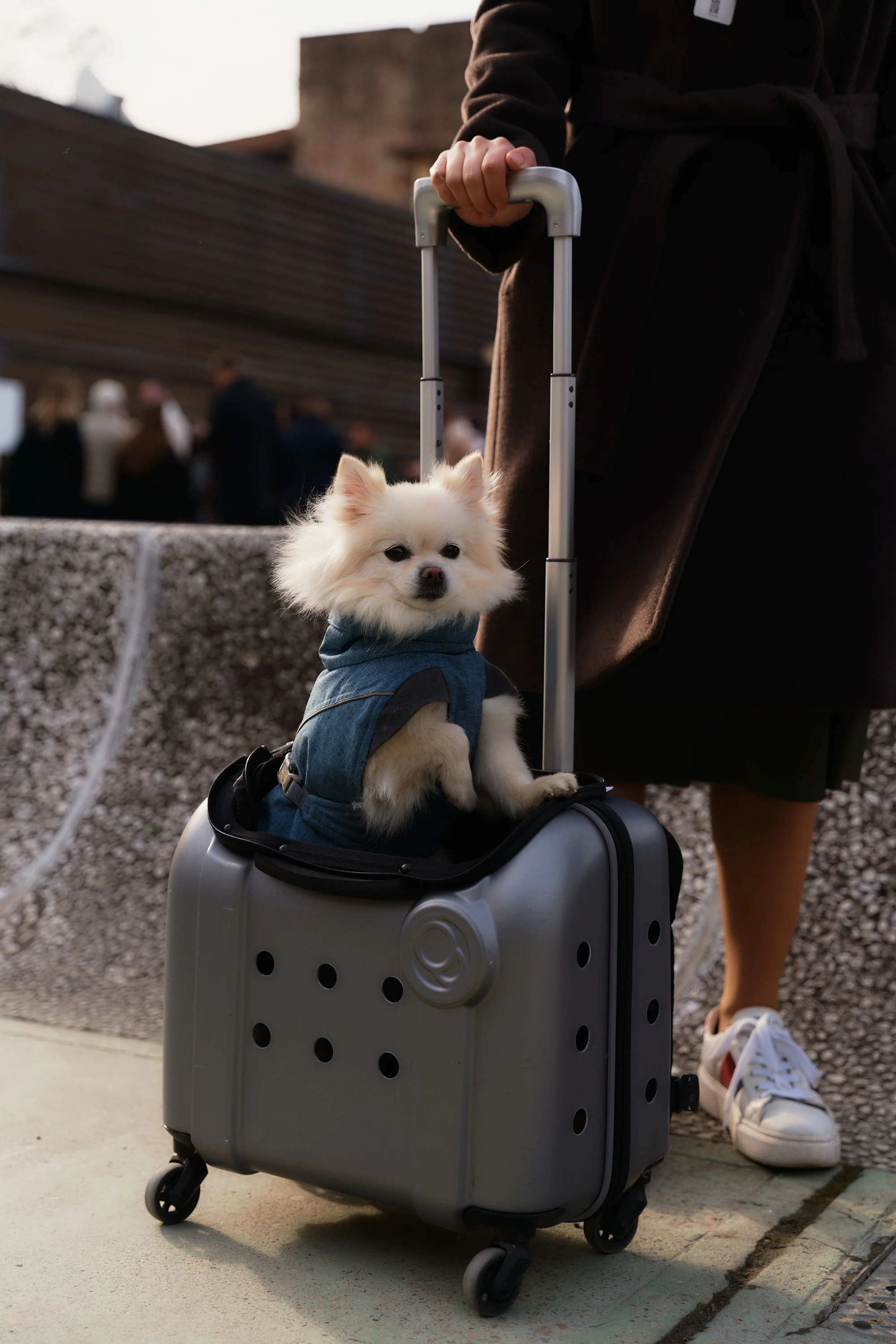 Dog in suitcase