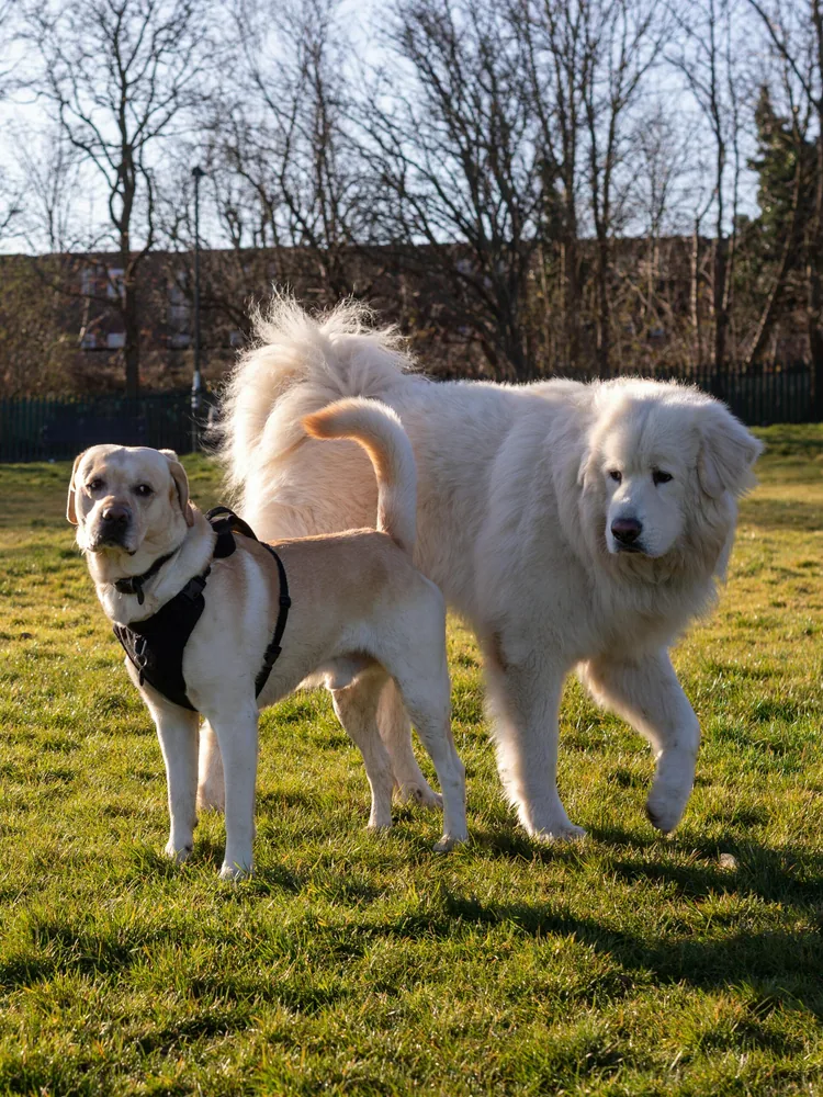 Dog size chart